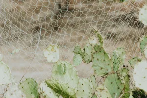 Detailed view of prickly pear cactus entangled in netting, Aracati, Brazil. jigsaw puzzle