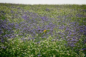 A lone sunflower amidst a vast field of lavender and clover blooms in Whitby, UK. jigsaw puzzle