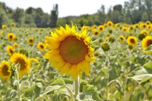 A field of sunflowers in full bloom under the summer sun, showcasing nature's beauty. jigsaw puzzle