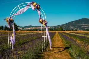 A picturesque wedding arch adorned with flowers in a lavender field under a clear blue sky. jigsaw puzzle