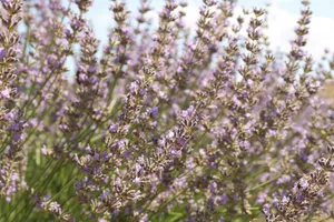 A vibrant close-up of blooming purple lavender flowers swaying gently in the breeze. jigsaw puzzle