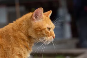 Profile view of an orange tabby cat with focus on whiskers and fur, set outdoors. jigsaw puzzle