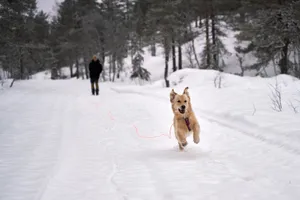 Golden Retriever happily running in a snowy forest with a person in the background. jigsaw puzzle