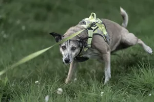A lively dog on a leash enjoying the outdoors in a grassy field. jigsaw puzzle