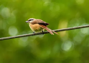 A small brown bird sits on a wire with a lush, blurred green background. jigsaw puzzle