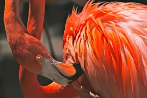 A vivid close-up image of a flamingo preening its feathers showcasing vibrant orange plumage. jigsaw puzzle