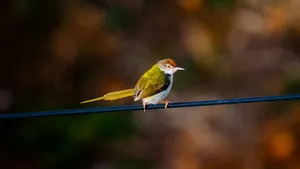 Close-up of a small colorful bird perched on a wire against a blurred natural background. jigsaw puzzle