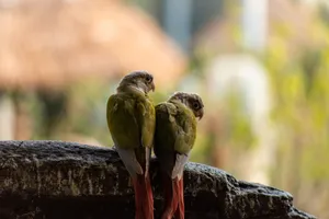 Two parrots with green feathers sitting on a rock in natural setting. jigsaw puzzle