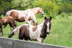 Chincoteague ponies grazing in a verdant pasture during summer in Virginia countryside. jigsaw puzzle