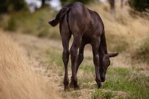 A young horse peacefully grazes in a sunlit grassy meadow, surrounded by nature. jigsaw puzzle