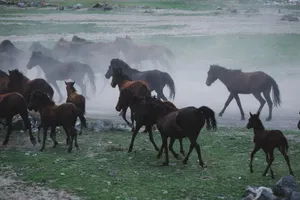 A group of horses running through a foggy field, creating a dynamic and pastoral scene. jigsaw puzzle