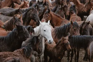 A large herd of brown and white horses grazing together, showcasing their natural beauty in a rustic pasture. jigsaw puzzle