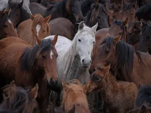 A striking white horse stands amidst a herd of brown horses, showcasing nature's diversity. jigsaw puzzle