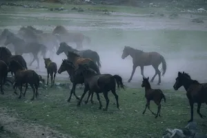 A herd of wild horses gallops through a misty field, creating a dramatic scene. jigsaw puzzle