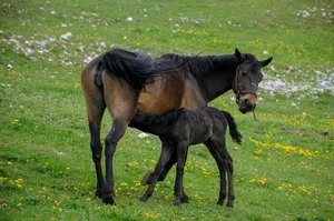 A mare and her foal grazing peacefully in a lush, flower-strewn meadow. jigsaw puzzle