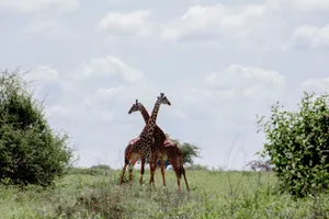 Two giraffes stand gracefully on the African plains surrounded by lush greenery and a blue sky. jigsaw puzzle