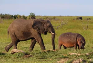 A majestic elephant and hippopotamus roam the African savanna in harmony. jigsaw puzzle