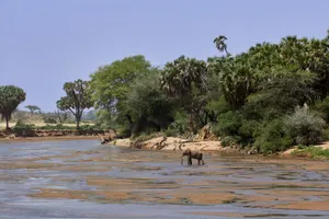 Two elephants drinking by the river in a lush African safari setting. jigsaw puzzle