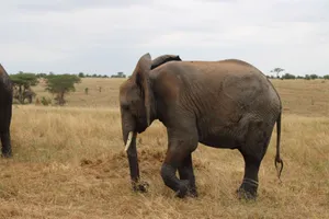Side view of a large African elephant walking in the Serengeti grasslands. jigsaw puzzle
