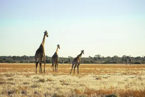 Giraffes in a vast grassland basking in the warm daylight, capturing wildlife essence. jigsaw puzzle