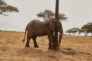 Side view of an African elephant in a brown field with trees, showcasing wildlife in the savanna. jigsaw puzzle