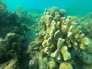 Explore the vibrant coral reef with diverse marine life in a clear underwater scene. jigsaw puzzle