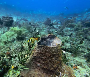A lively underwater scene showcasing a colorful coral reef habitat filled with diverse marine life. jigsaw puzzle