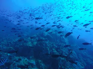 Underwater view of a large school of fish swimming over vibrant coral reefs in clear blue ocean waters. jigsaw puzzle
