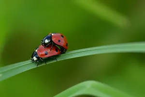 Close-up of two ladybugs mating on a green leaf with blurred background. jigsaw puzzle