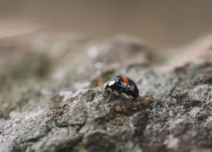 Macro shot of a ladybug crawling on a textured rock surface outdoors. jigsaw puzzle