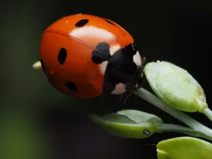 Close-up image of a bright red ladybug with black spots perched on a green leaf. jigsaw puzzle