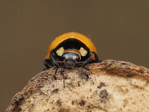 Detailed macro shot of an orange ladybug resting on a log with a neutral background. jigsaw puzzle